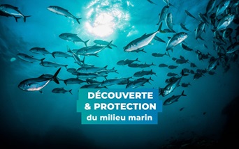 Découverte et protection du milieu marin